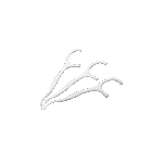 Toothpick